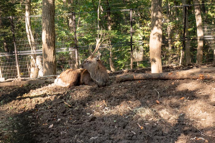 埼玉県こども動物自然公園 コバトンロード シカとカモシカの谷 ニホンジカ
