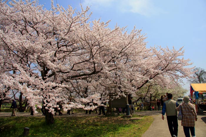 さきたま古墳公園　満開の桜
