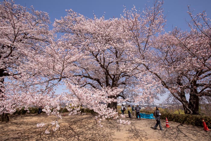 さきたま古墳公園　満開の桜　2019年撮影