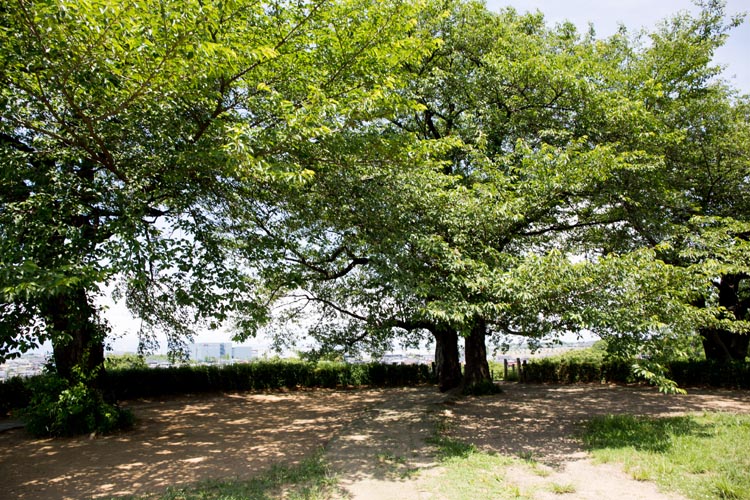 さきたま古墳公園 行田市 丸墓山古墳 公園へ行こう