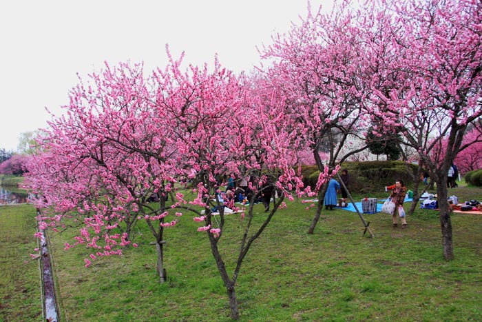 古河公方公園　花桃　2010年