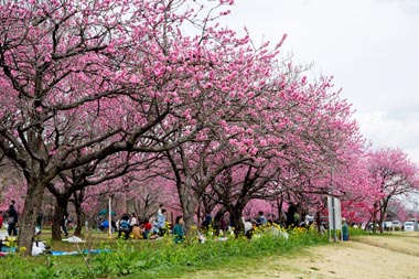 古河公方公園（古河総合公園）　花桃