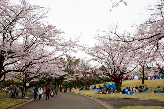 所沢航空記念公園　満開の桜