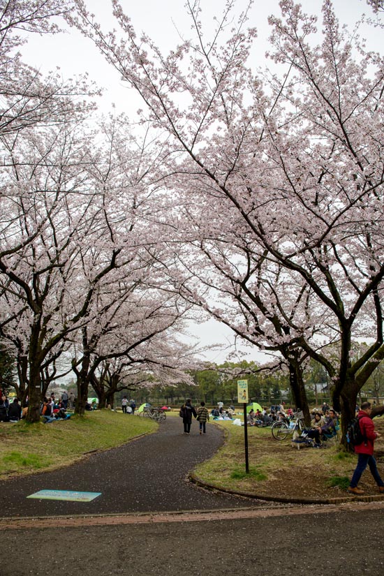 所沢航空記念公園　満開の桜