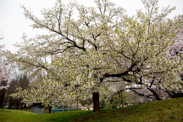 所沢航空記念公園 満開の桜