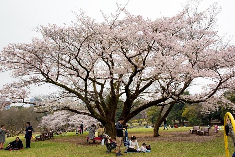 所沢航空記念公園 満開の桜