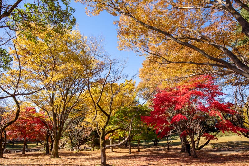 所沢航空記念公園 紅葉 梅林脇のカエデ