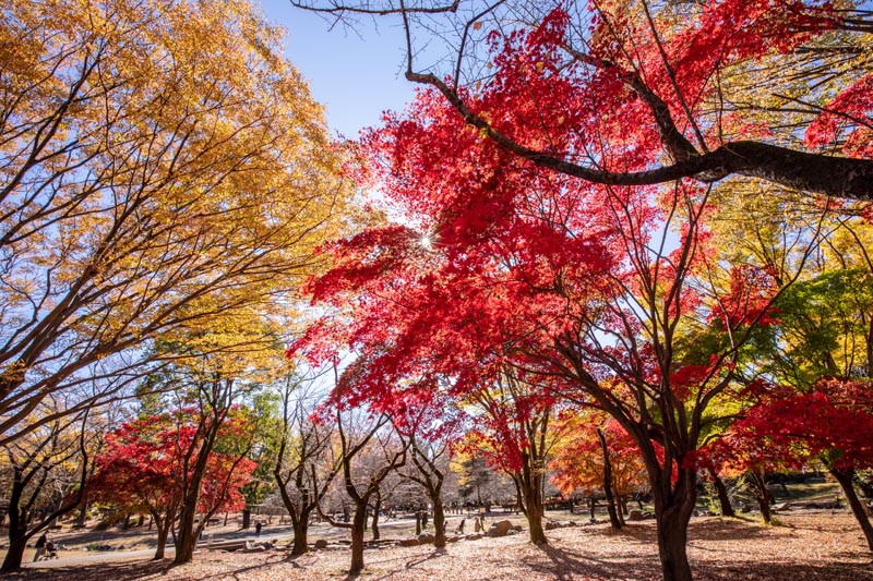 所沢航空記念公園 紅葉 梅林脇のカエデ