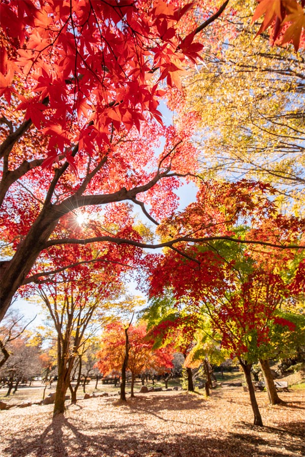 所沢航空記念公園 紅葉 梅林脇のカエデ