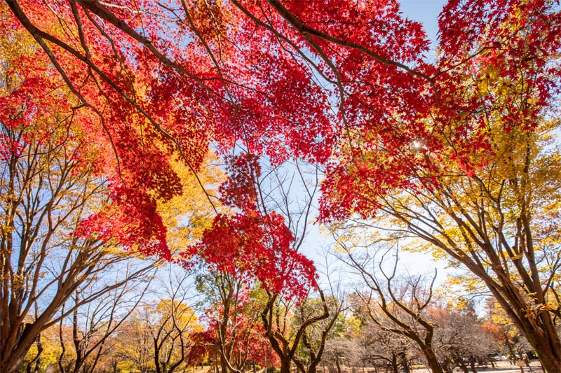 所沢航空記念公園 紅葉 梅林脇のカエデ