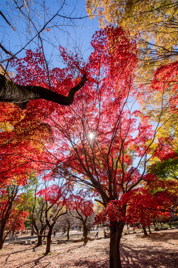 所沢航空記念公園 紅葉 梅林脇のカエデ