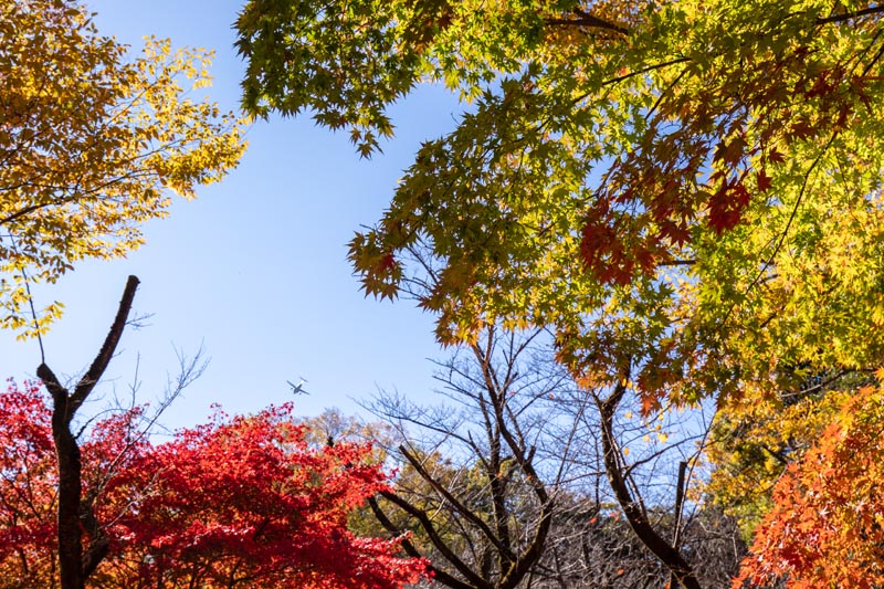 所沢航空記念公園 紅葉 梅林脇のカエデ