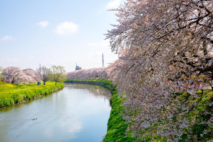 桜が見頃の北越谷元荒川堤 越谷市 公園へ行こう