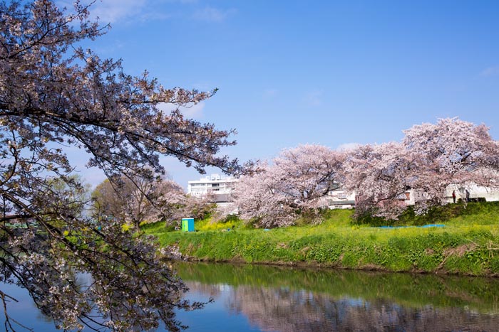 桜が見頃の北越谷元荒川堤 越谷市 公園へ行こう