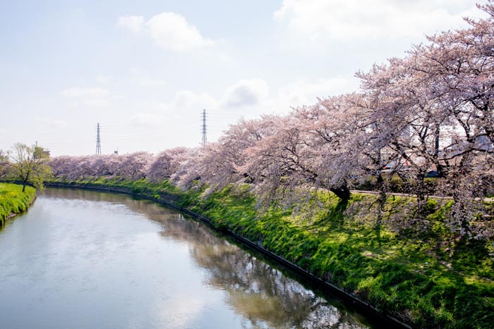 桜が見頃の北越谷元荒川堤 越谷市 公園へ行こう