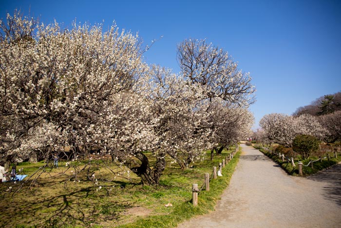 越谷梅林公園 梅林