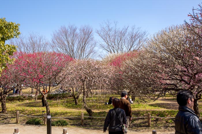 越谷梅林公園 梅林