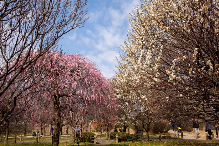 梅林 公園 越谷