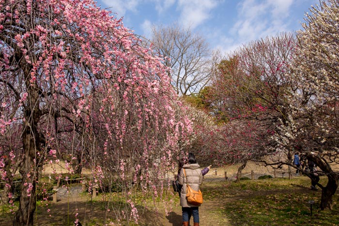 越谷梅林公園 梅まつり