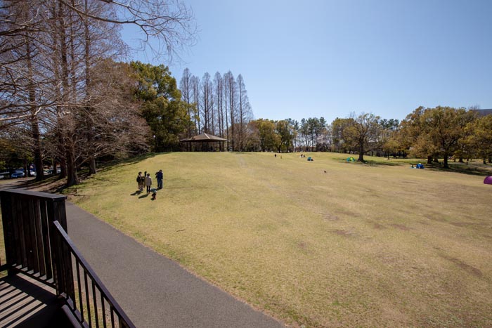 久喜菖蒲公園 ツリーハウスからの眺望