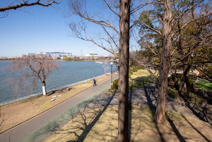 久喜菖蒲公園 ツリーハウスからの眺望
