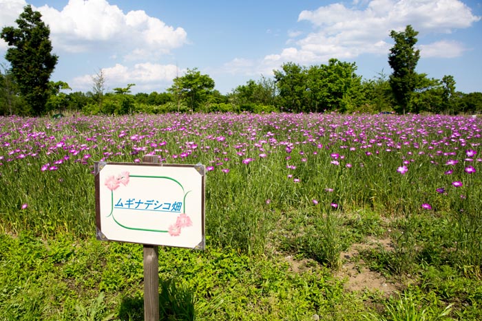 まつぶし緑の丘公園 ムギナデシコ