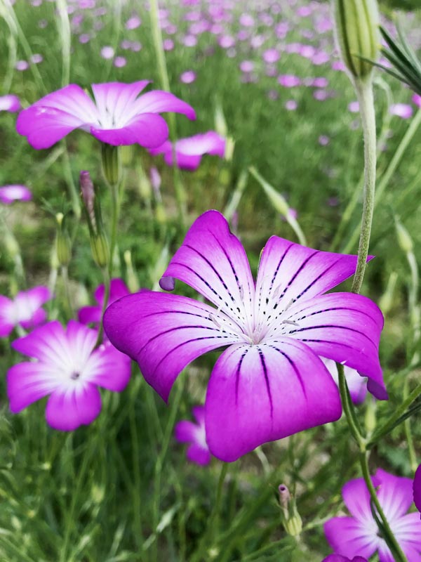まつぶし緑の丘公園 ムギナデシコ
