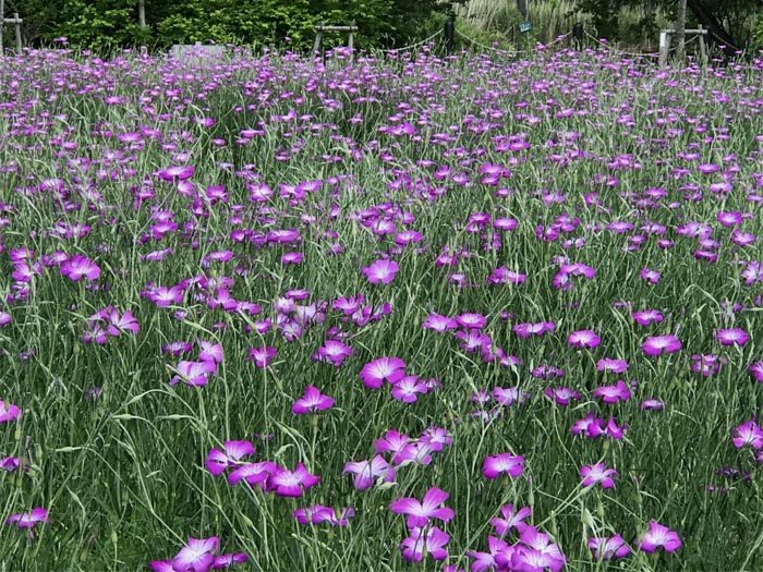 まつぶし緑の丘公園 ムギナデシコ