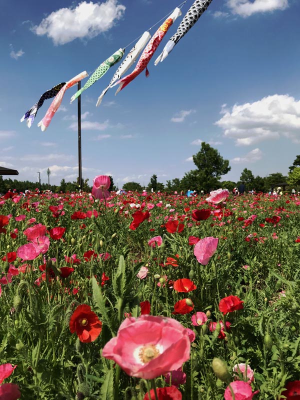 まつぶし緑の丘公園 ポピー