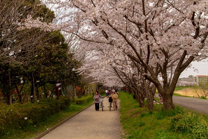 三橋総合公園 満開の桜