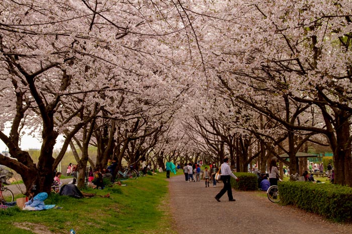 三橋総合公園 満開の桜