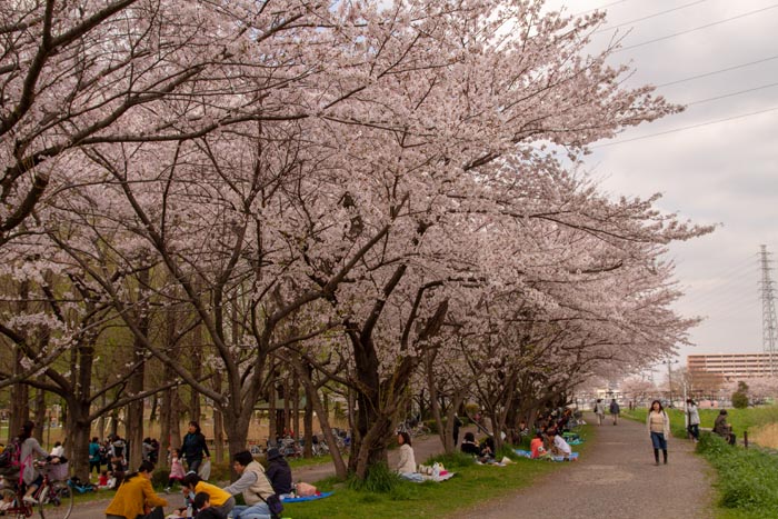 三橋総合公園 満開の桜