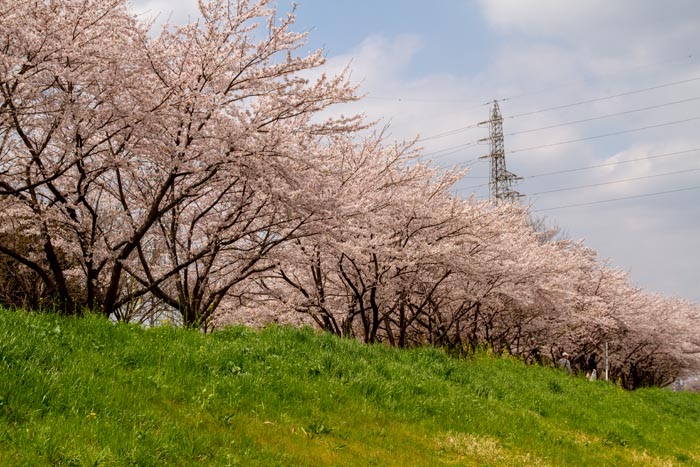 三橋総合公園 満開の桜