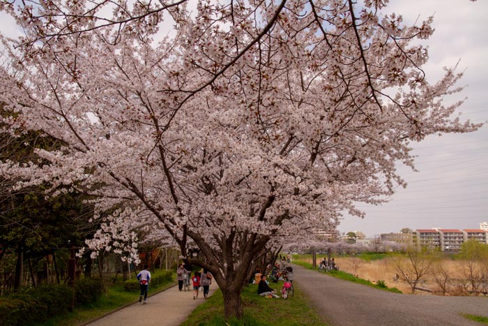 三橋総合公園 満開の桜
