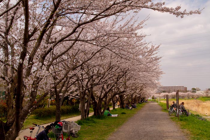 三橋総合公園 満開の桜