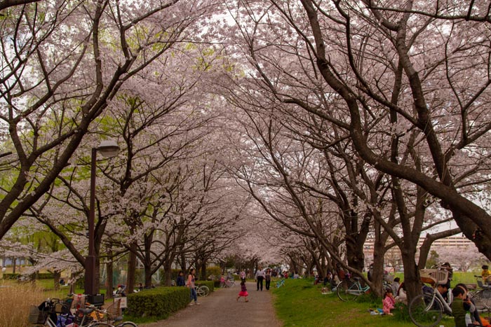 三橋総合公園 満開の桜