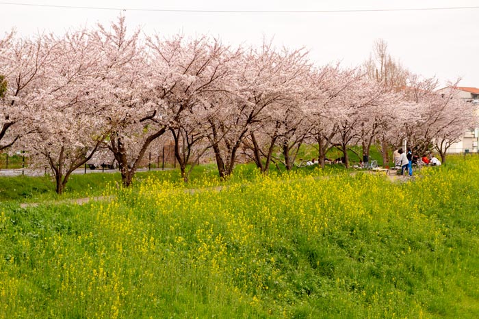 三橋総合公園 満開の桜