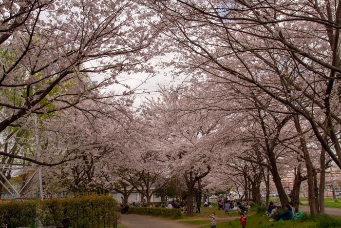 三橋総合公園 満開の桜