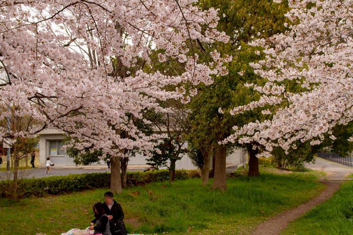 三橋総合公園 満開の桜