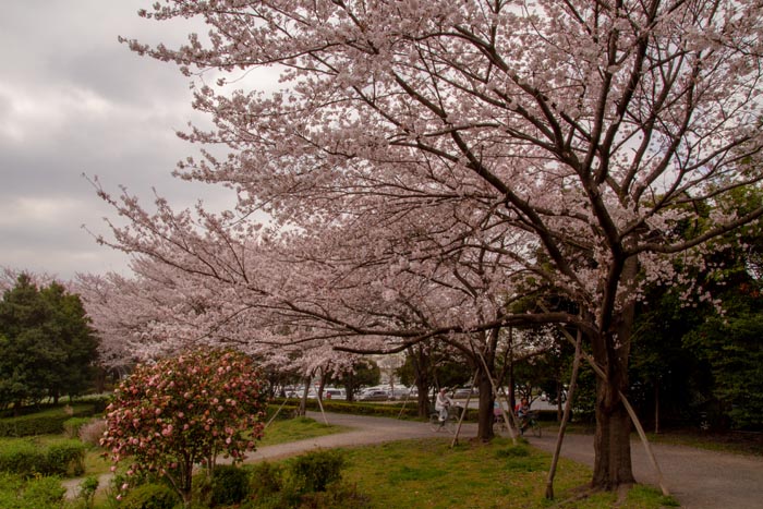 三橋総合公園　満開の桜