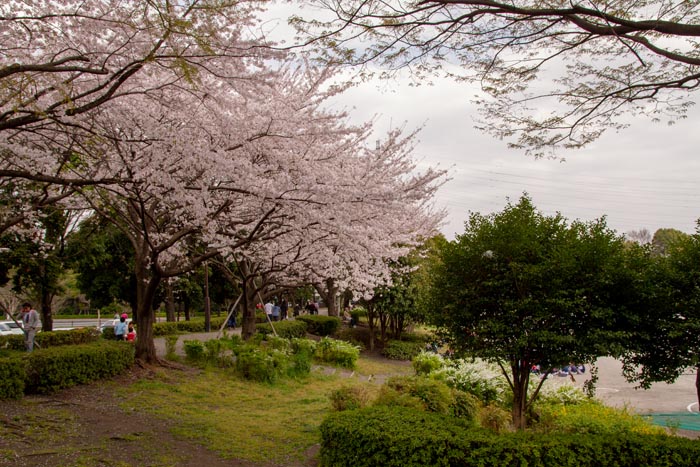 三橋総合公園 満開の桜