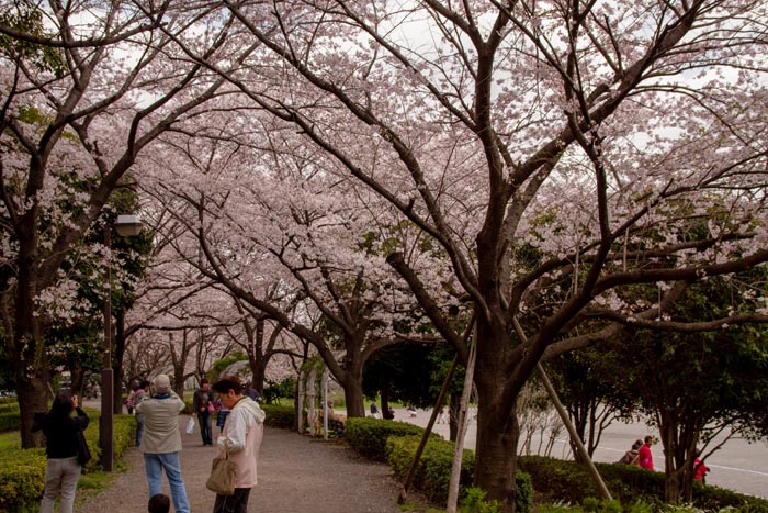 三橋総合公園 満開の桜