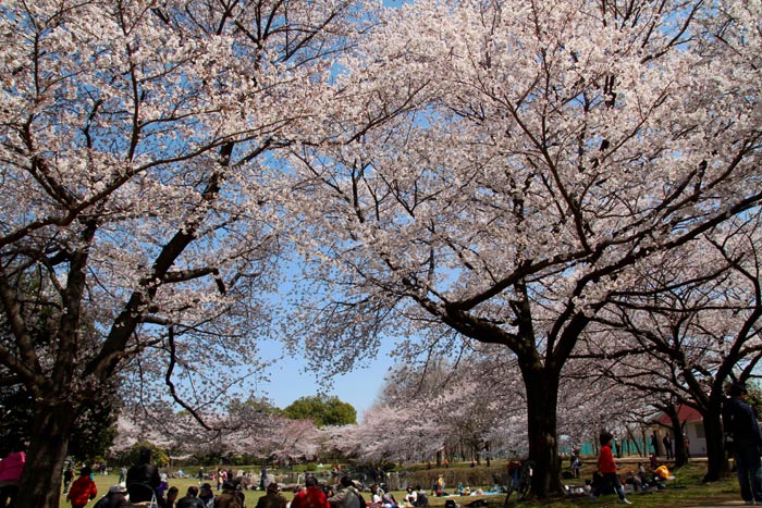 見沼氷川公園（さいたま市緑区）　芝生広場付近の桜