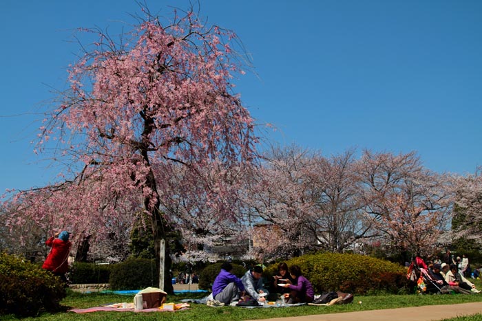 見沼氷川公園（さいたま市緑区）　池の周囲の桜