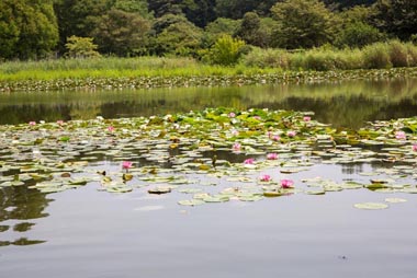 見沼自然公園　修景池と睡蓮