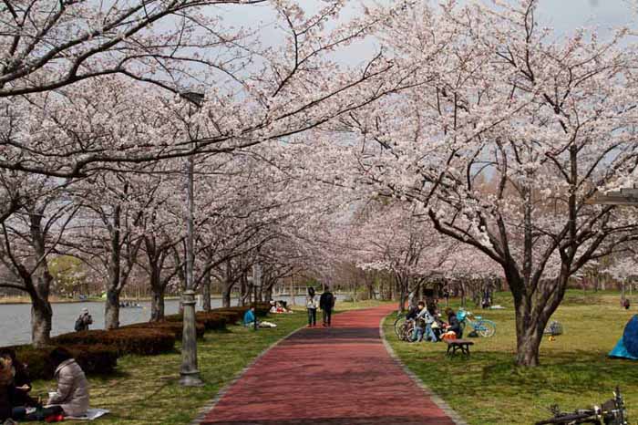 みさと公園　満開の桜　2012年