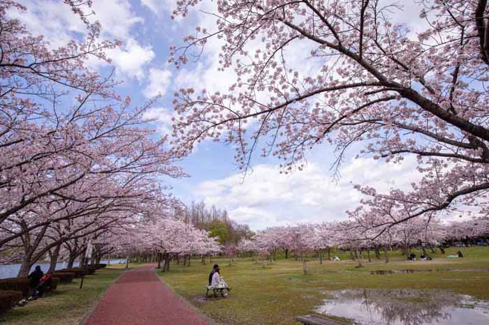 みさと公園　満開の桜