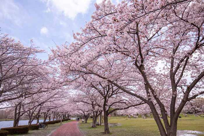 みさと公園　満開の桜
