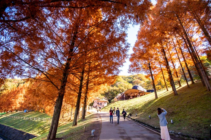 トーベ・ヤンソンあけぼの子どもの森公園 メタセコイアの紅葉