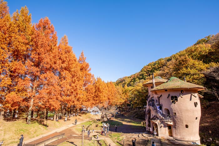 トーベ・ヤンソンあけぼの子どもの森公園 メタセコイアの紅葉